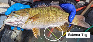 Lake St. Clair smallmouth bass new external tag identifying a bass with an internal acoustic tag.